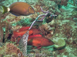 Moray and friends by Roger Webb 